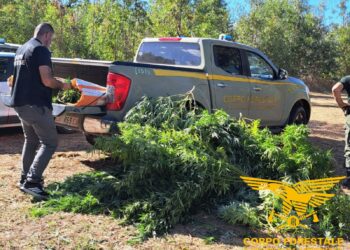 San Nicolò d’Arcidano: cannabis occultata nella vegetazione, un uomo nei guai